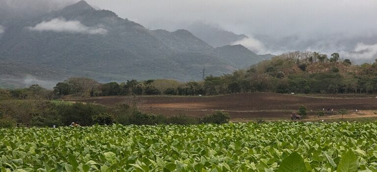 Tobacco fields and mountains in Estelí, Nicaragua, heart of the country's premium cigar